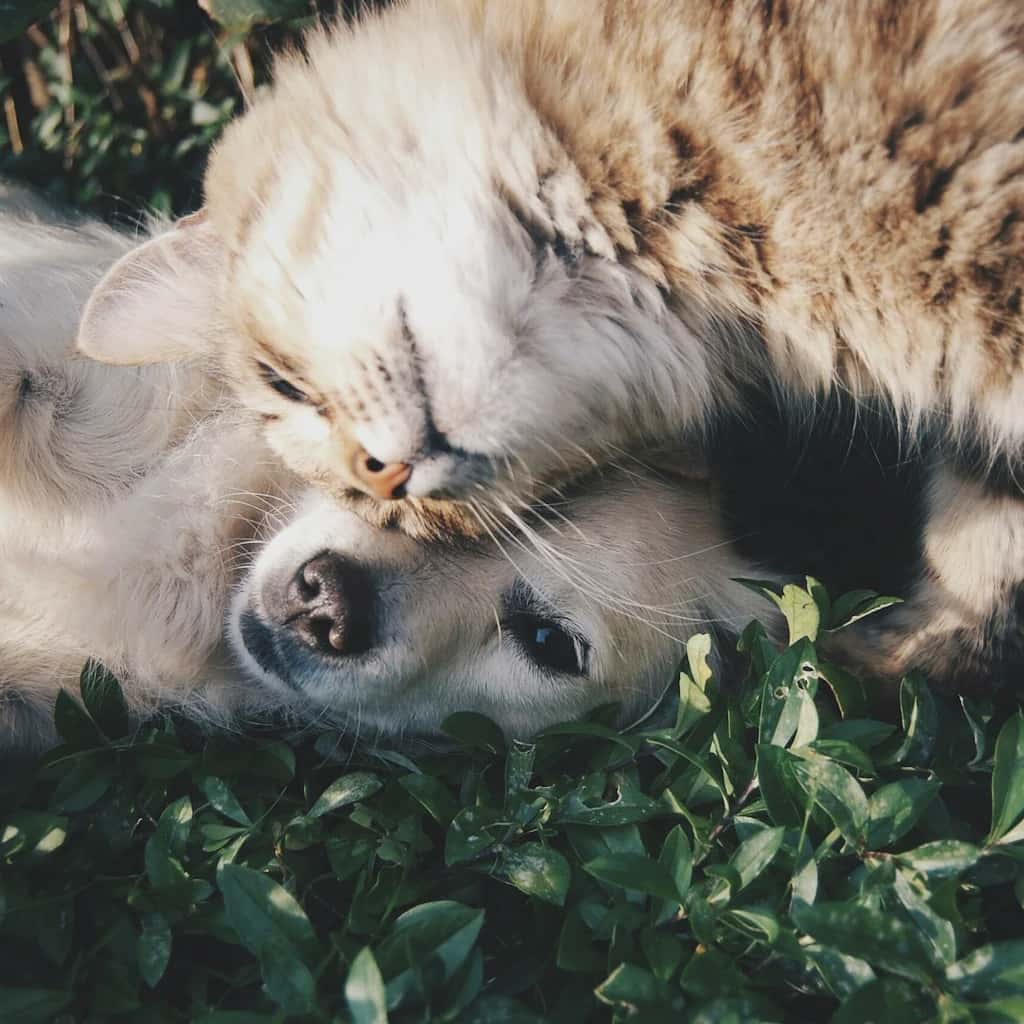 A pet using practical feeding, play, grooming, and comfort products at home.
